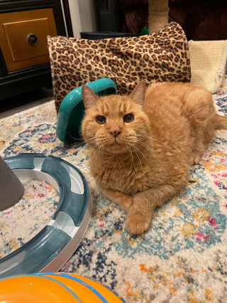 Illustration de l'article : À l'âge de 14 ans, un chat pousse la porte d'un refuge après avoir vécu une séparation déchirante