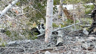 Illustration de l'article : Un randonneur en montagne découvre un chien faible et épuisé sans savoir qu'on le cherchait depuis des semaines