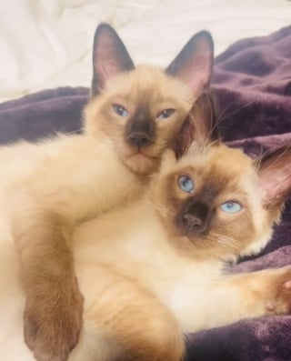 Illustration de l'article : L'émouvante réaction d'un chaton Siamois adopté qui retrouve son frère (vidéo)