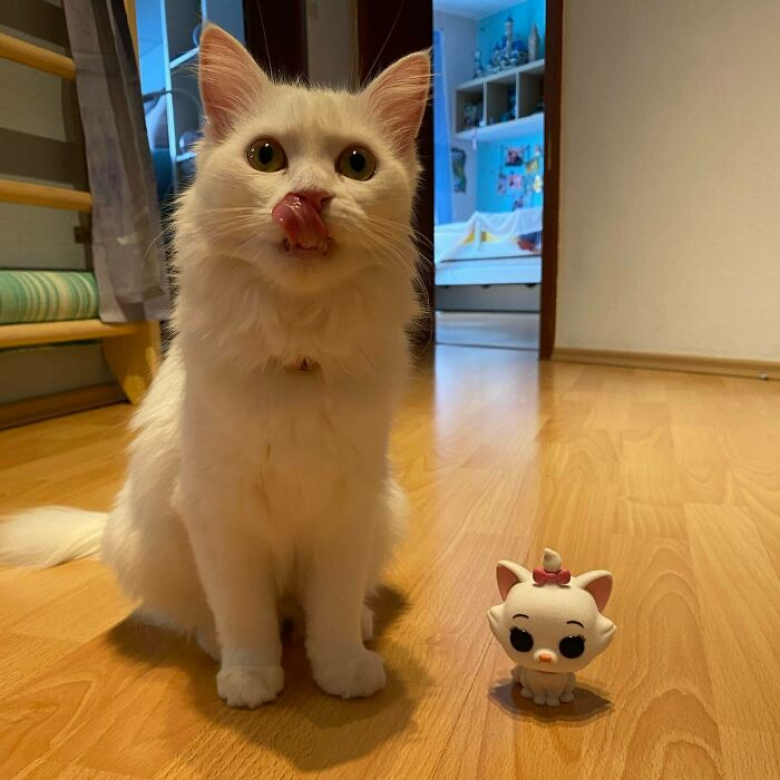https://www.woopets.fr/assets/ckeditor/2023/may/actualities/24162/xl/xx-photos-pour-tomber-amoureux-des-chats-blancs-et-de-leur-beaute-exceptionnelle-36678b170.jpg