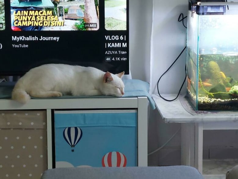 https://www.woopets.fr/assets/ckeditor/2023/may/actualities/24162/xl/xx-photos-pour-tomber-amoureux-des-chats-blancs-et-de-leur-beaute-exceptionnelle-590585575.jpg