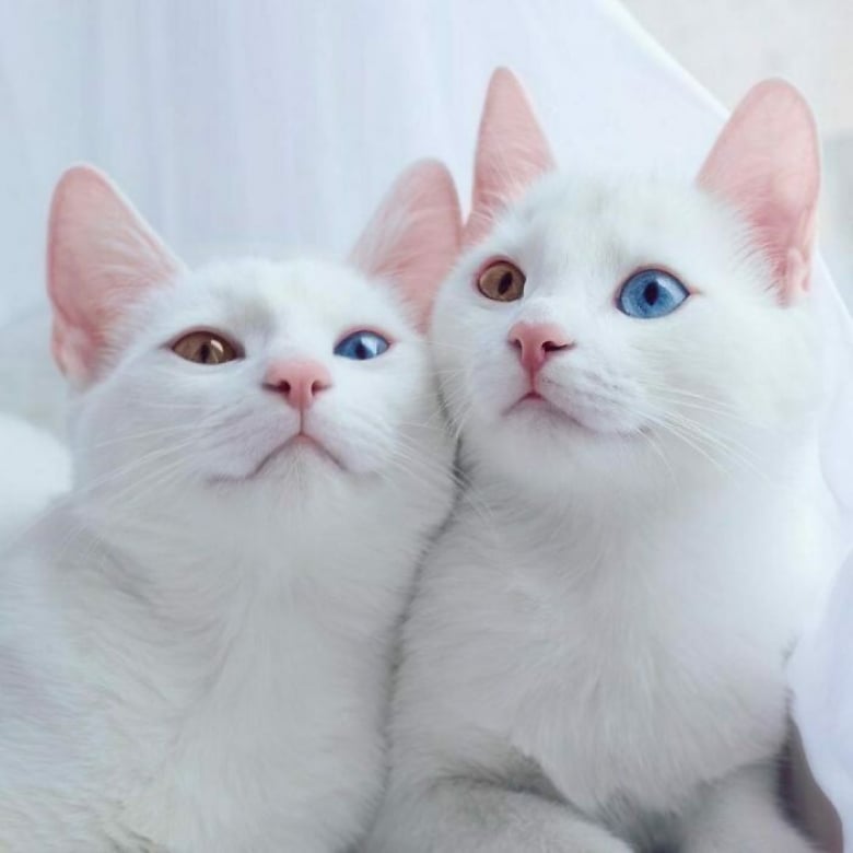 https://www.woopets.fr/assets/ckeditor/2023/may/actualities/24162/xl/xx-photos-pour-tomber-amoureux-des-chats-blancs-et-de-leur-beaute-exceptionnelle-84585ebad.jpg
