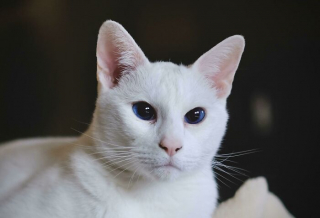 Illustration de l'article : 20 photos pour tomber amoureux des chats blancs et de leur beauté exceptionnelle