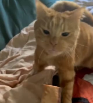 Illustration de l'article : L'adorable réaction d'un chat atteint d'une maladie neurologique rare quand on lui offre sa friandise préférée (vidéo)