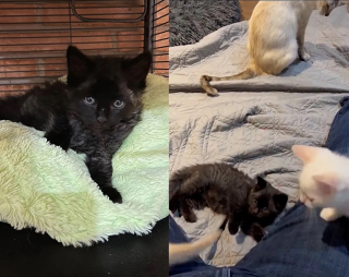 Illustration de l'article : Une chatte errante offre une merveilleuse chance à ses chatons en leur donnant naissance dans un lieu stratégique