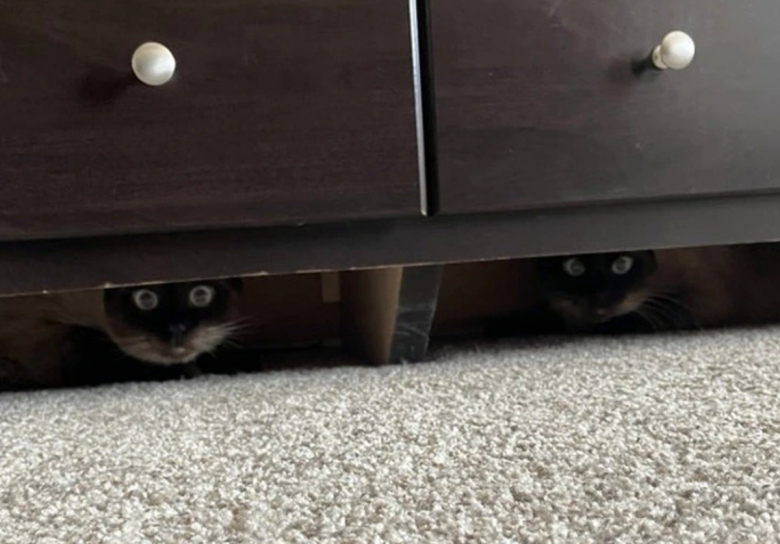 https://www.woopets.fr/assets/ckeditor/2023/may/actualities/24198/xl/343475267_259535866739706_4492167380506844536_n.jpg