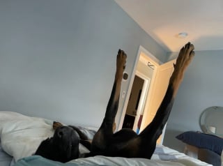 Illustration de l'article : 20 photos nous faisant découvrir les talents dramatiques insoupçonnés des chiens et des chats
