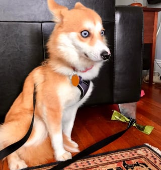 Illustration de l'article : 20 photos nous faisant découvrir les talents dramatiques insoupçonnés des chiens et des chats