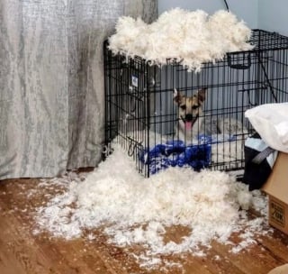 Illustration de l'article : 20 photos nous faisant découvrir les talents dramatiques insoupçonnés des chiens et des chats