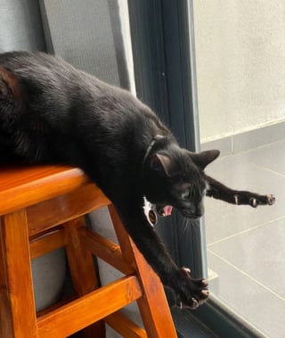 Illustration de l'article : 20 photos nous faisant découvrir les talents dramatiques insoupçonnés des chiens et des chats