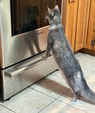 Illustration de l'article : 20 photos nous faisant découvrir les talents dramatiques insoupçonnés des chiens et des chats