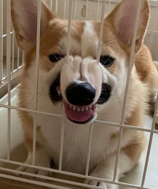Illustration de l'article : 20 photos nous faisant découvrir les talents dramatiques insoupçonnés des chiens et des chats