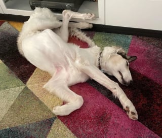 Illustration de l'article : 20 photos nous faisant découvrir les talents dramatiques insoupçonnés des chiens et des chats