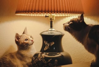 Illustration de l'article : 20 photos nous faisant découvrir les talents dramatiques insoupçonnés des chiens et des chats