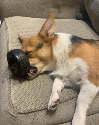 Illustration de l'article : 20 photos nous faisant découvrir les talents dramatiques insoupçonnés des chiens et des chats
