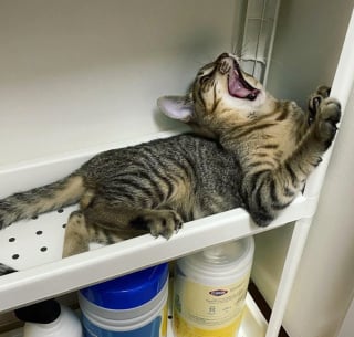 Illustration de l'article : 20 photos nous faisant découvrir les talents dramatiques insoupçonnés des chiens et des chats