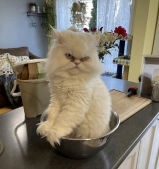 Illustration de l'article : 20 photos nous faisant découvrir les talents dramatiques insoupçonnés des chiens et des chats