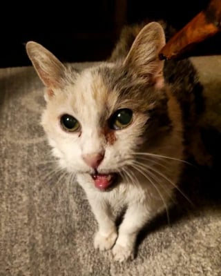 Illustration de l'article : L'incroyable longévité de Sweetpea la chatte séniore : une vie pleine de déménagements et de rebondissements