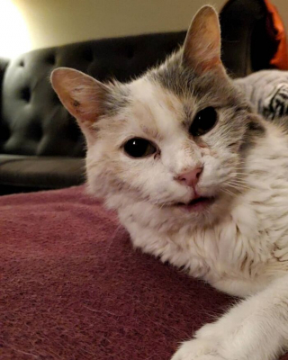 Illustration de l'article : L'incroyable longévité de Sweetpea la chatte séniore : une vie pleine de déménagements et de rebondissements