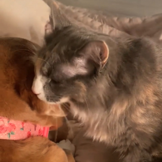 Illustration de l'article : Un chat fait son possible pour réconforter une chienne effrayée par la tempête (vidéo)