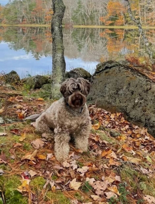 Illustration de l'article : Un chien dont la famille est frappée par un drame disparaît dans la nature et déclenche d'intenses recherches