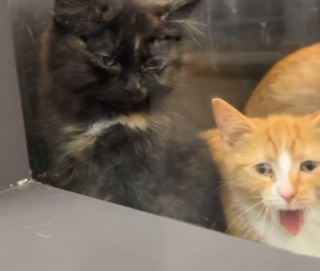 Illustration de l'article : Elle adopte le chaton le plus calme du refuge et se rend compte qu'il cachait bien son jeu (vidéo)