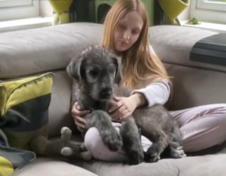 Illustration de l'article : La transformation impressionnante d'un chiot Lévrier Irlandais en seulement 3 mois (vidéo)
