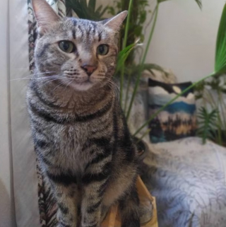 Illustration de l'article : Un chat recueilli à l'étranger fait vivre l'angoisse à son adoptante en s'échappant de l'avion