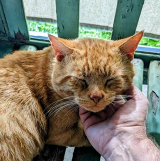 Illustration de l'article : Quelques heures après son adoption, un chat parcourt 8 km et traverse une autoroute pour retrouver son sauveur