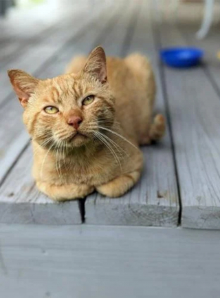 Illustration de l'article : Quelques heures après son adoption, un chat parcourt 8 km et traverse une autoroute pour retrouver son sauveur