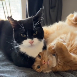 Illustration de l'article : Quand un ancien chat de rue adopté montre ses instincts sauvages en jouant avec son compagnon (vidéo)