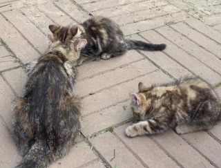 Illustration de l'article : Une famille au grand cœur transforme la vie d'une mère chatte et ses 2 petits venus lui demander de l'aide