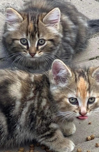 Illustration de l'article : Une famille au grand cœur transforme la vie d'une mère chatte et ses 2 petits venus lui demander de l'aide