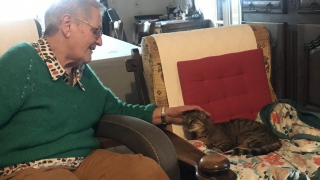 Illustration de l'article : La seconde vie d'Eden : Une histoire touchante sur l’adoption d’une chatte âgée épuisée par l'errance