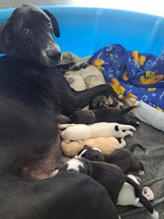 Illustration de l'article : Cette chienne accouche de 10 petits, mais a encore une place dans son cœur pour accueillir un bébé pas comme les autres