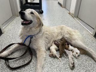 Illustration de l'article : Ils présentent des chiots orphelins à une chienne errante ayant perdu ses petits en espérant un miracle