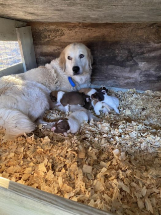 Illustration de l'article : Ils présentent des chiots orphelins à une chienne errante ayant perdu ses petits en espérant un miracle