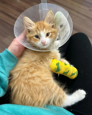 Illustration de l'article : Le fabuleux destin de Benjamin, chaton rescapé à 3 pattes obsédé par le lave-vaisseille