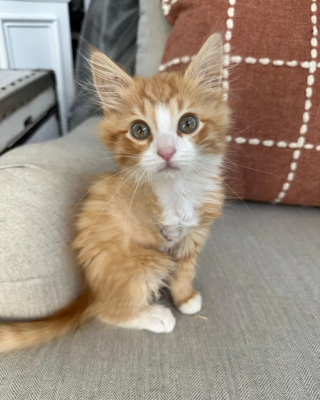 Illustration de l'article : Le fabuleux destin de Benjamin, chaton rescapé à 3 pattes obsédé par le lave-vaisseille