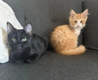 Illustration de l'article : Le fabuleux destin de Benjamin, chaton rescapé à 3 pattes obsédé par le lave-vaisseille