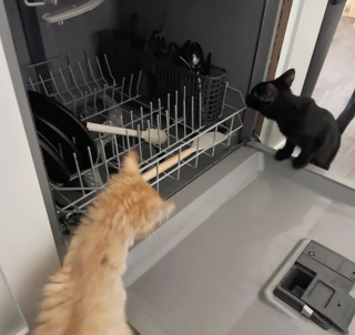 Illustration de l'article : Le fabuleux destin de Benjamin, chaton rescapé à 3 pattes obsédé par le lave-vaisseille