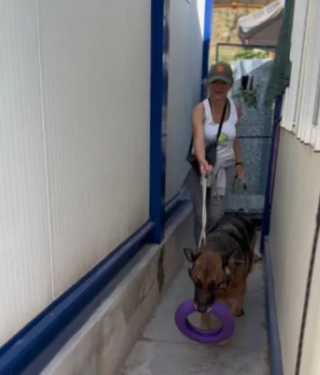 Illustration de l'article : Une bénévole consacre une journée à un chien de refuge âgé afin de lui offrir une journée inoubliable à la plage (vidéo)