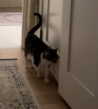 Illustration de l'article : L'adorable et amusante complicité entre une chatte et sa maîtresse jouant à cache-cache (vidéo)