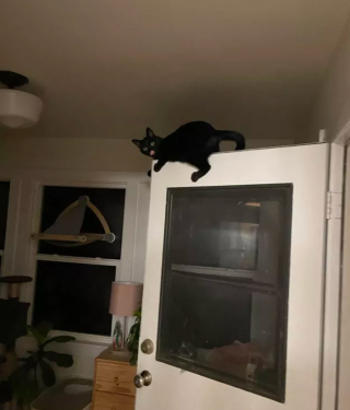 Illustration de l'article : 14 photos de chats les plus hilarants du moment