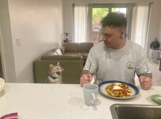 Illustration de l'article : 14 photos de chats les plus hilarants du moment