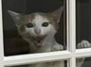 Illustration de l'article : 14 photos de chats les plus hilarants du moment