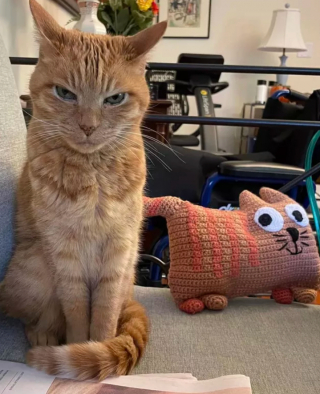 Illustration de l'article : 14 photos de chats les plus hilarants du moment