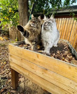 Illustration de l'article : 14 photos de chats les plus hilarants du moment