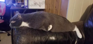 Illustration de l'article : 14 photos de chats les plus hilarants du moment