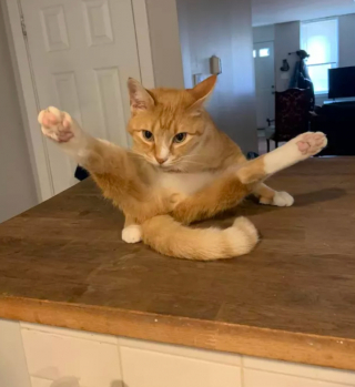 Illustration de l'article : 14 photos de chats les plus hilarants du moment